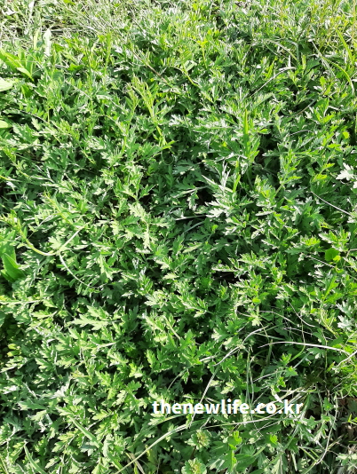 햇살 아래 무성하게 자란 봄쑥의 실제 모습 – 생명력과 건강함을 상징하는 약초