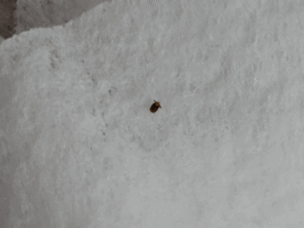 움직임이 둔해진 진드기