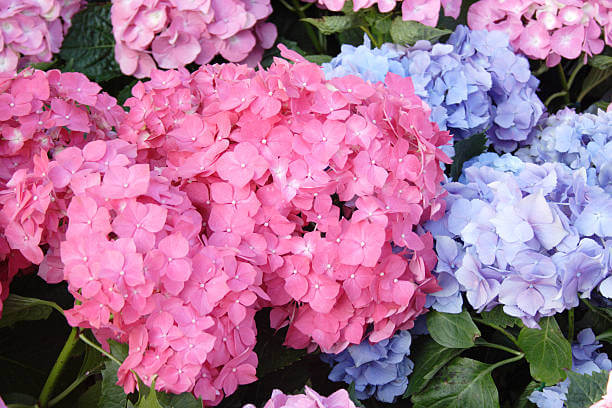 수국 꽃말과 개화시기 및 수국 종류를 아시나요? 수국은 다채로운 꽃과 아름다운 모습으로 인기를 끄는 식물이다. 풍성한 꽃다발과 다양한 색상은 화려하게 장식하는데 이상적입니다. 수국 꽃말과 개화시기&amp;#44; 수국 종류까지 읽어 보시기 바랍니다. 