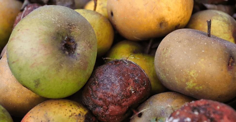 날파리가 생기는 이유가 되는 사진 - 112