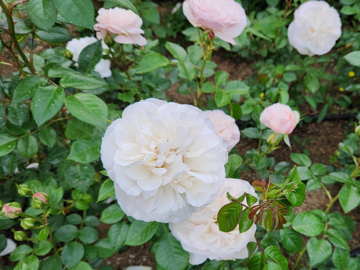 장미 헤라클레스 Herkules