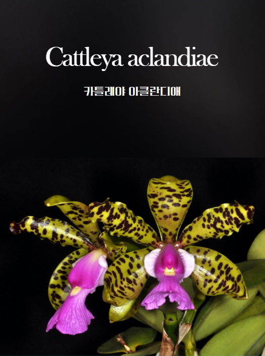 Cattleya aclandiae 썸네일