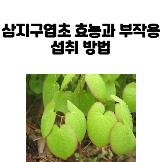 삼지구엽초 효능과 부작용 및 섭취 방법