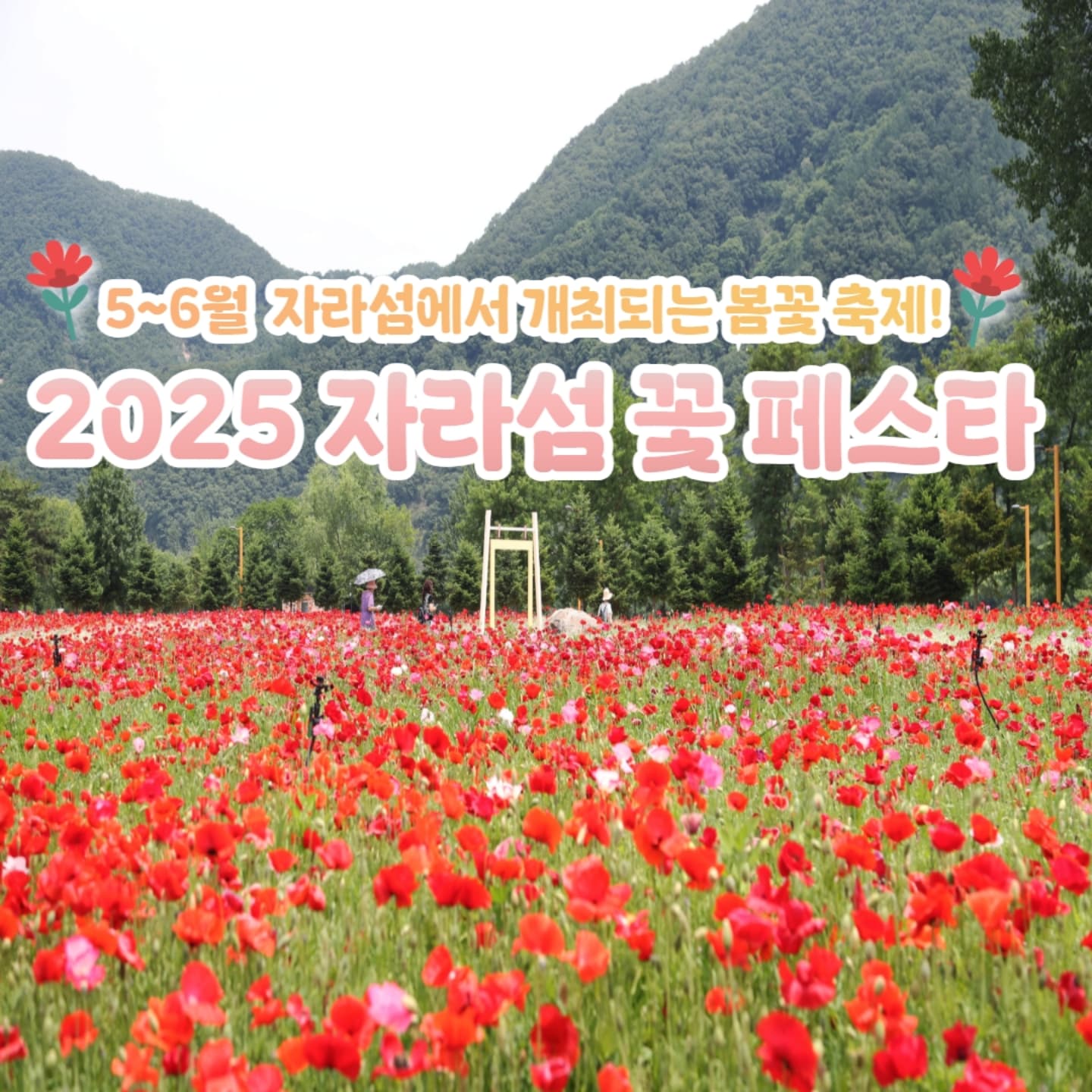 자라섬 꽃 페스타