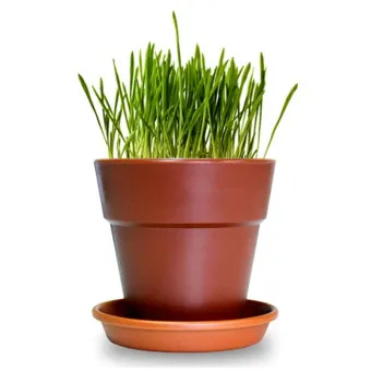 귀리 재배 봄 파종 배수 관리 비료량 조절_10