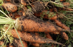 흙당근 보관방법