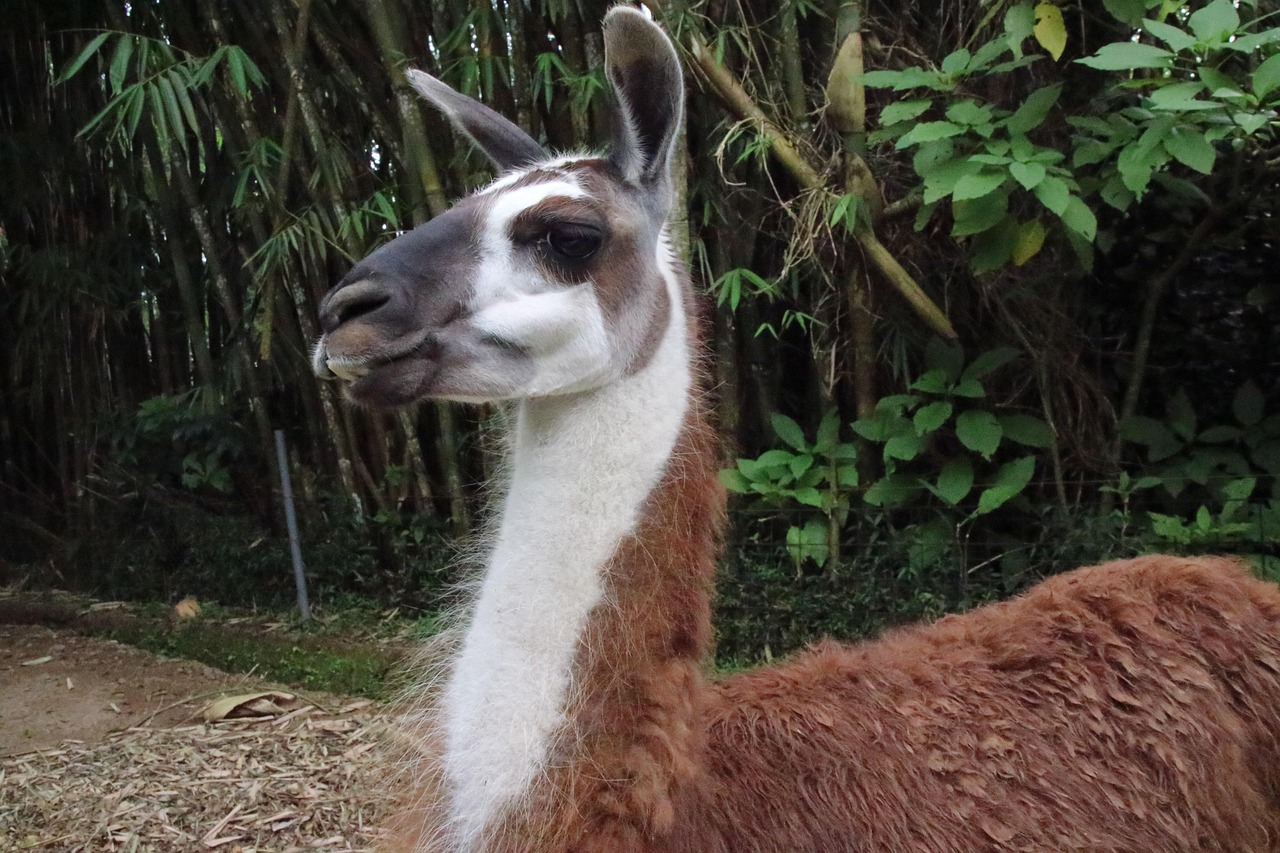 황토와 흰색이 섞인 라마