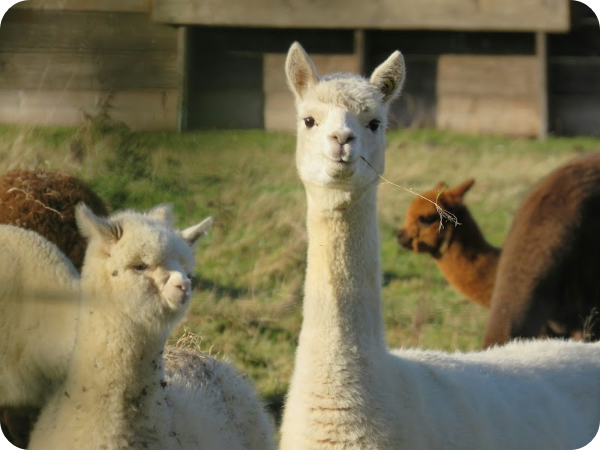 피나클랜드 알파카 먹이주기 체험 이미지 출처: 피나클랜드 공식 홈페이지
