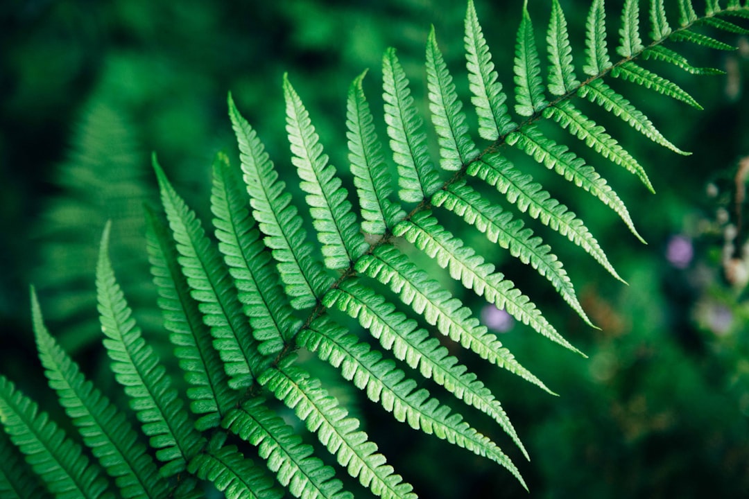 Fern