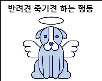 반려견 죽기전 하는 행동