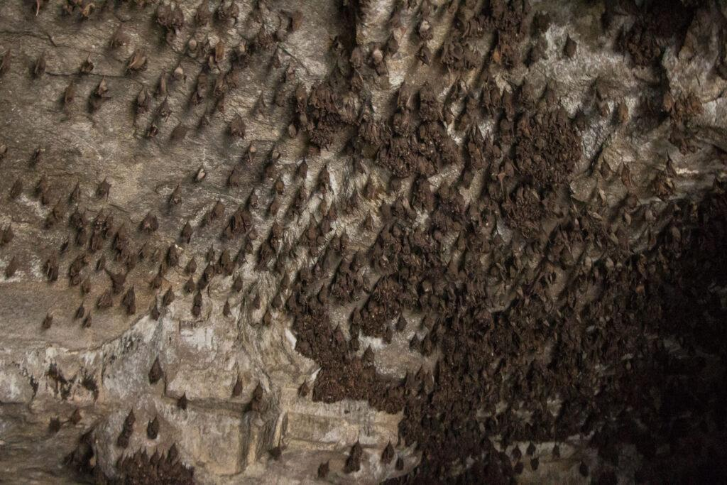 진짜 박쥐 많아요.