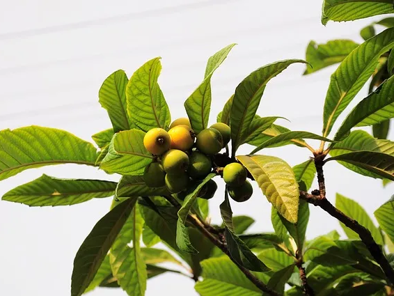 더부룩함 완화에 좋은 매실