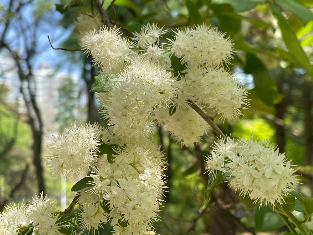 노린재나무 꽃2