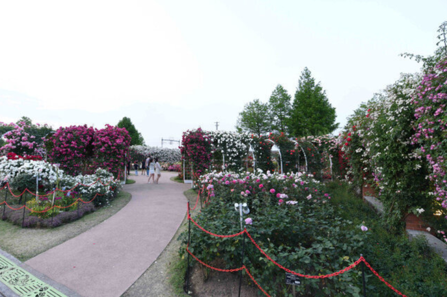 곡성 세계장미축제 개화상황