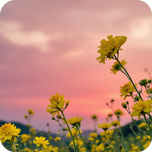 노을지는 유채꽃밭 이미지