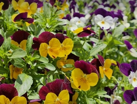 롯데월드 수험생 할인