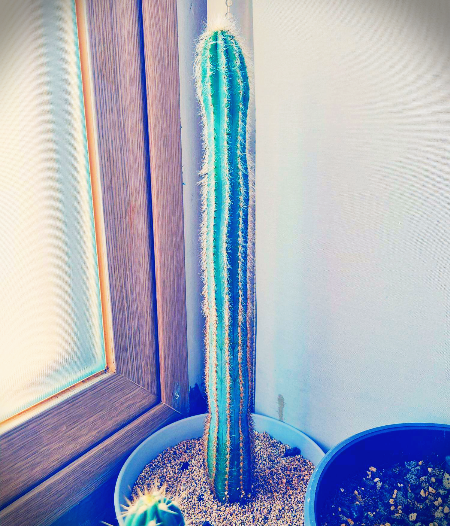 금청각 pilosocereus pachycladus