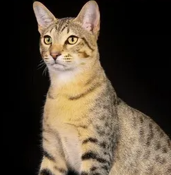 이집션 마우의 특징과 기르는 방법