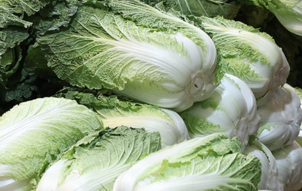 배추 가격 급상승 원인 2024년 배추 대란 대비 방법