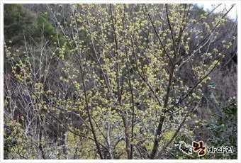 산수유 재배 개화기 관리 결실 유도 열매 건조_4