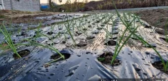 마늘 심는 시기 품종선택 비닐멀칭 웃거름 녹병 예방법_18
