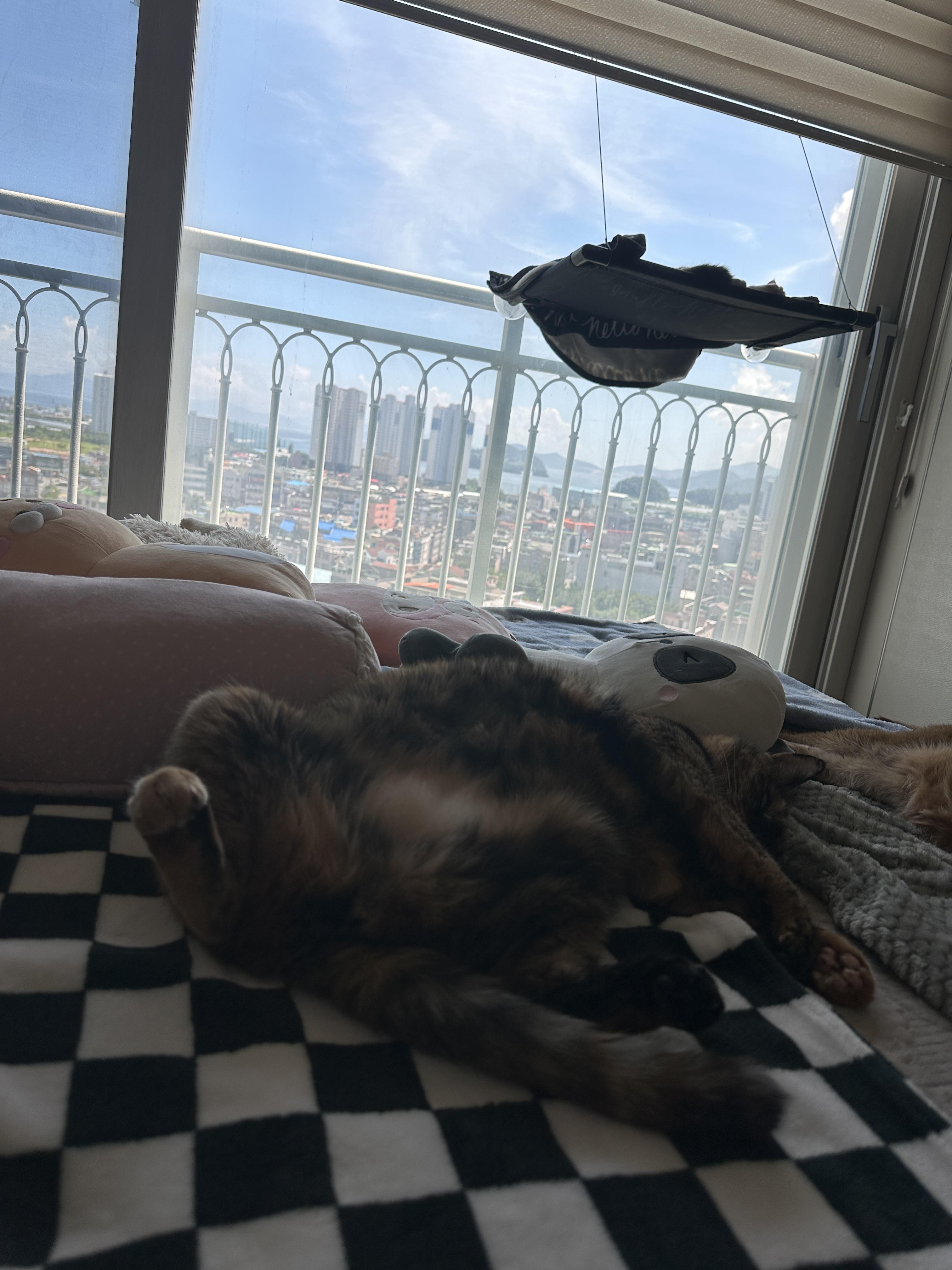 발라당_뒤집어져서_자고_있는_카오스고양이_사랑이_1