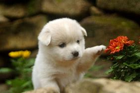 용띠 남자와 잘맞는 띠,용띠남자의 띠궁합(5)