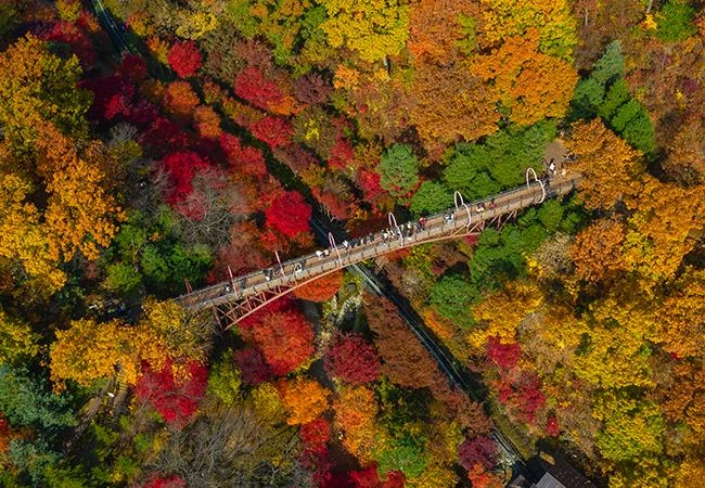 화담숲 가을 단풍