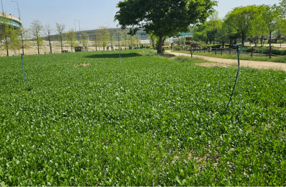 유채꽃 개화 과정