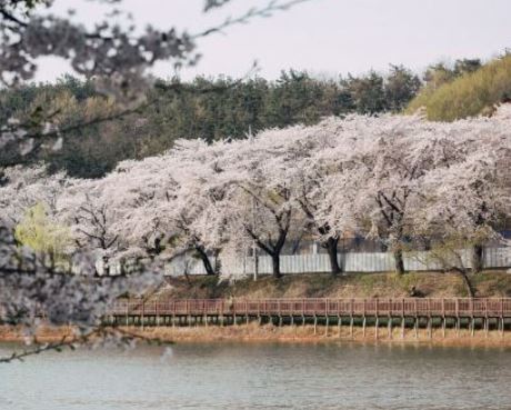 동해 벚꽃