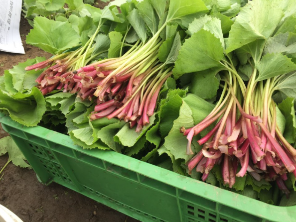 생방송투데이 봄머위 효능 및 구매방법 이주의장바구니 충남 논산 이메골농장