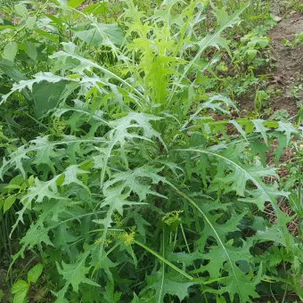 왕고들빼기 효능과 섭취시 주의사항 건강 정보_11