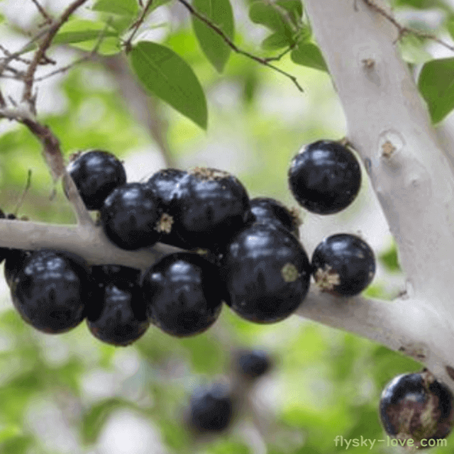 자부치카바 먹는 방법