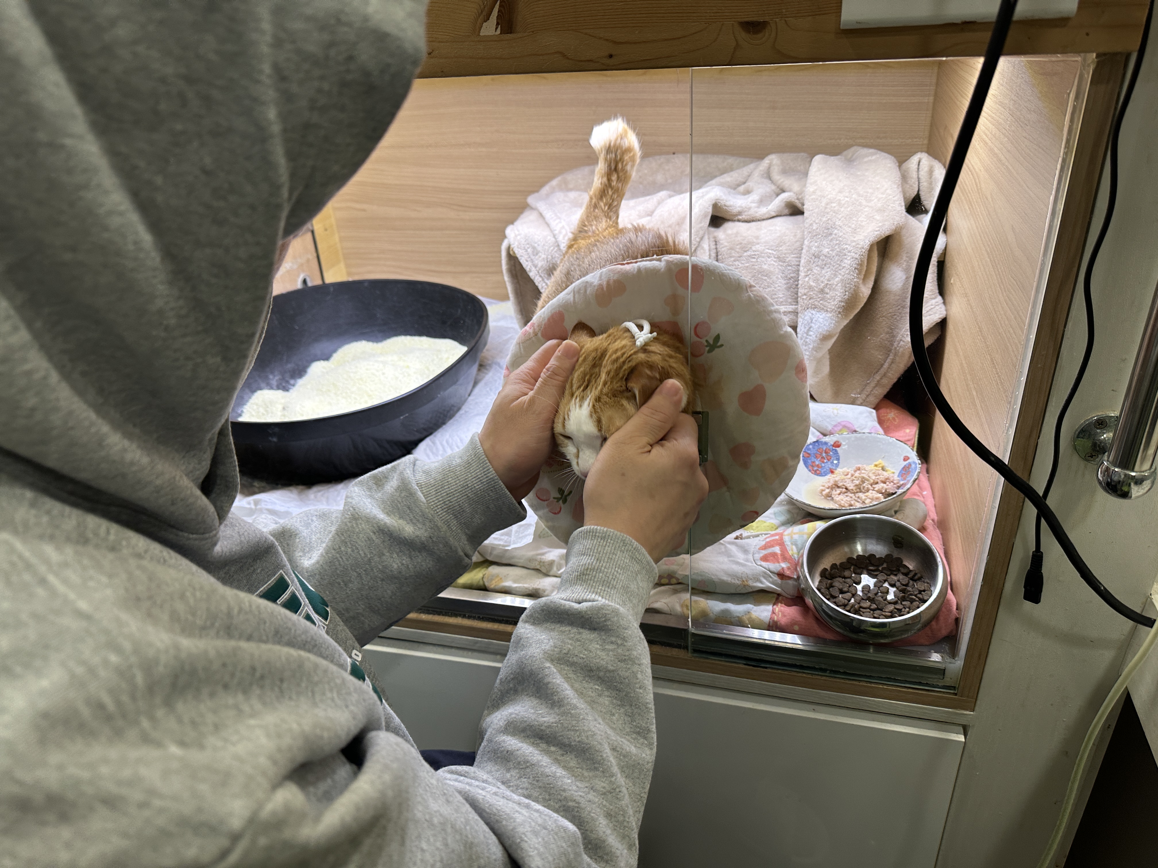 황달로_병원에_입원한_치즈냥이_호야_10