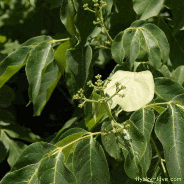 이뇨 작용에 효과적인 쉬나무