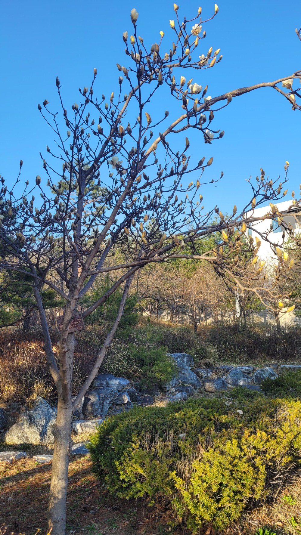 올해 백목련 하얀목련과 첫 만남 가진 날