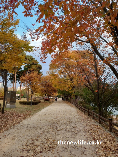 겨울철 장자호수공원 실외 흙길을 따라 단풍과 낙엽이 남아 있는 맨발 걷기 장소 풍경