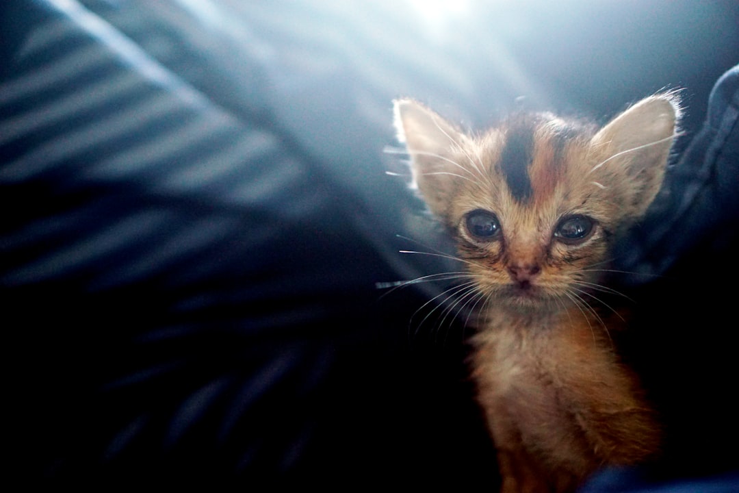 Kitten