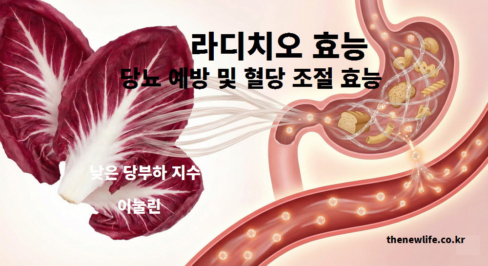 라디치오 효능 중 당뇨 예방과 혈당 조절을 돕는 수용성 식이섬유 이눌린의 작용 원리 인포그래픽