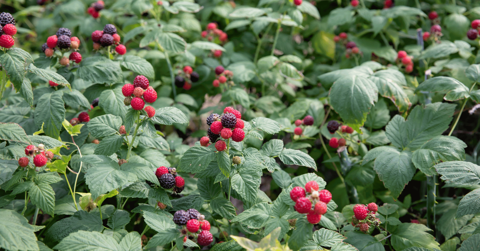 복분자수확시기