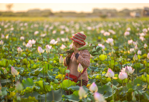 연꽃 피는 시기와 명소 총정리, 언제-어디서 가장 아름답게 피어날까? (이미지픽사베이)