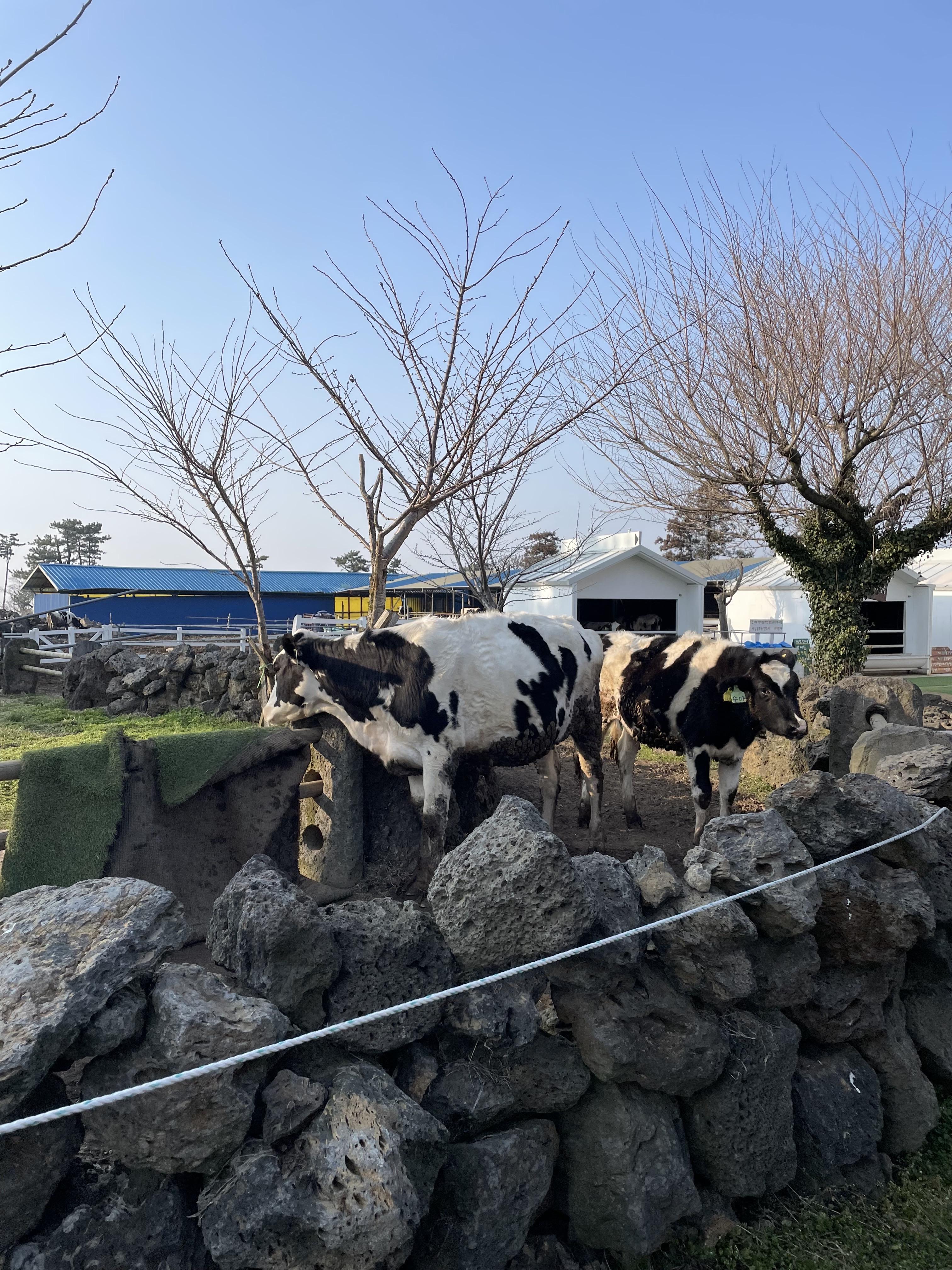 아침미소목장_퇴근