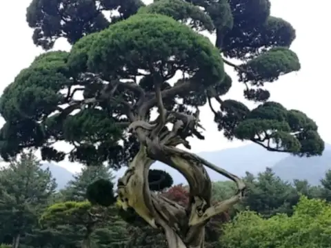 가평가볼만한곳-아침고요수목원