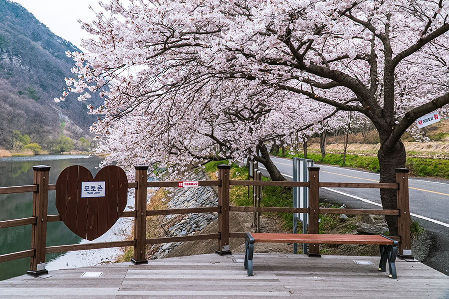 주산벚꽃축제 기본일정과 프로그램 소개
