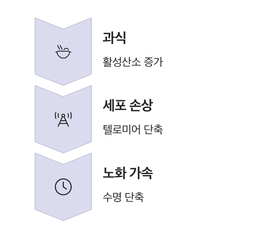 '적게 먹는 것'이 텔로미어를 지키는 이유