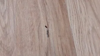 집안 벌레 퇴치법_15
