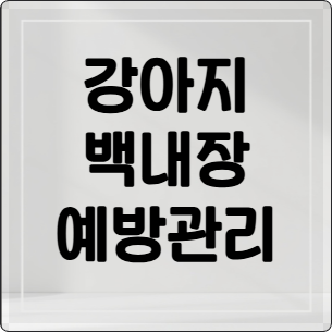 강아지 백내장 예방 및 관리