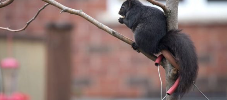 캐나다, 토론토에 많이 사는 다람쥐(Squirrels)