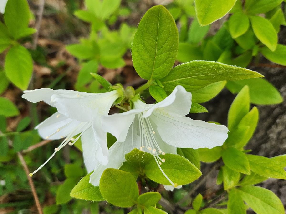 흰산철쭉