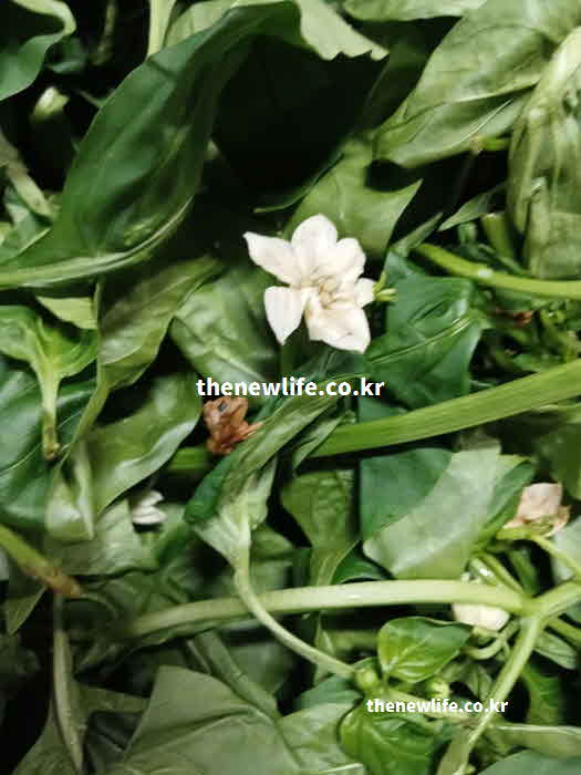 파프리카 잎 효능 요리